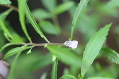 Impatiens mysorensis